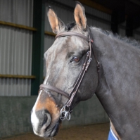 John Whitaker Ready to Ride Flash Bridle
