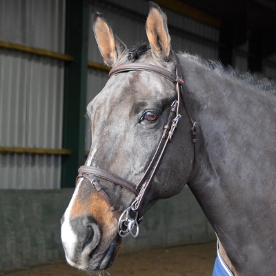John Whitaker Ready to Ride Flash Bridle