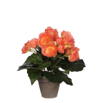 Mica Begonia in pot Stan grey