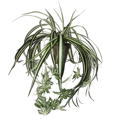 Mica Chlorophytum green in pot Stan grey