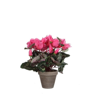 Mica Cyclamen in pot Stan grey