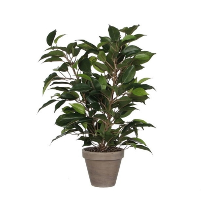 Mica Ficus Natasja green in pot Stan grey