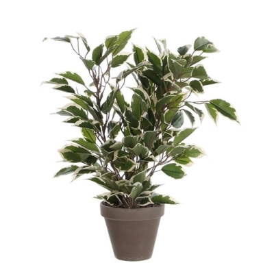 Mica Ficus Natasja green variegated in pot Stan grey