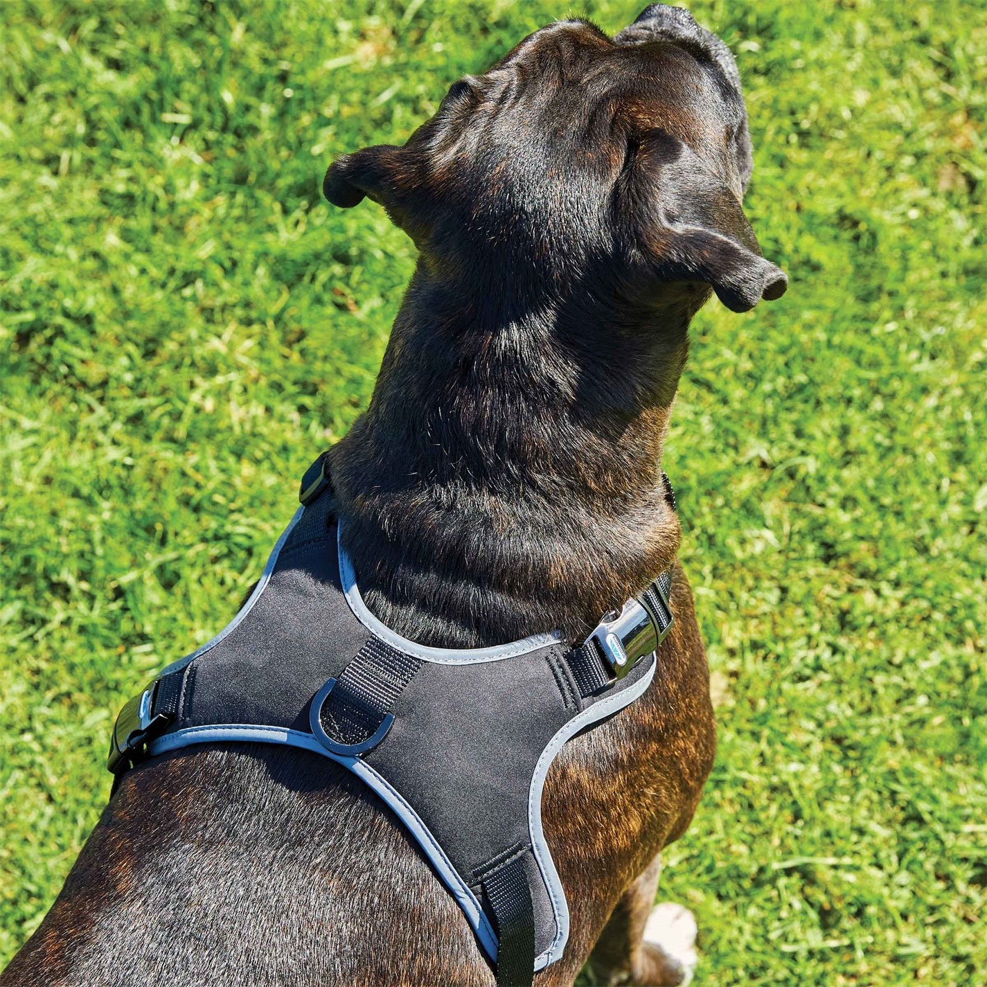 Weatherbeeta Elegance Dog Harness
