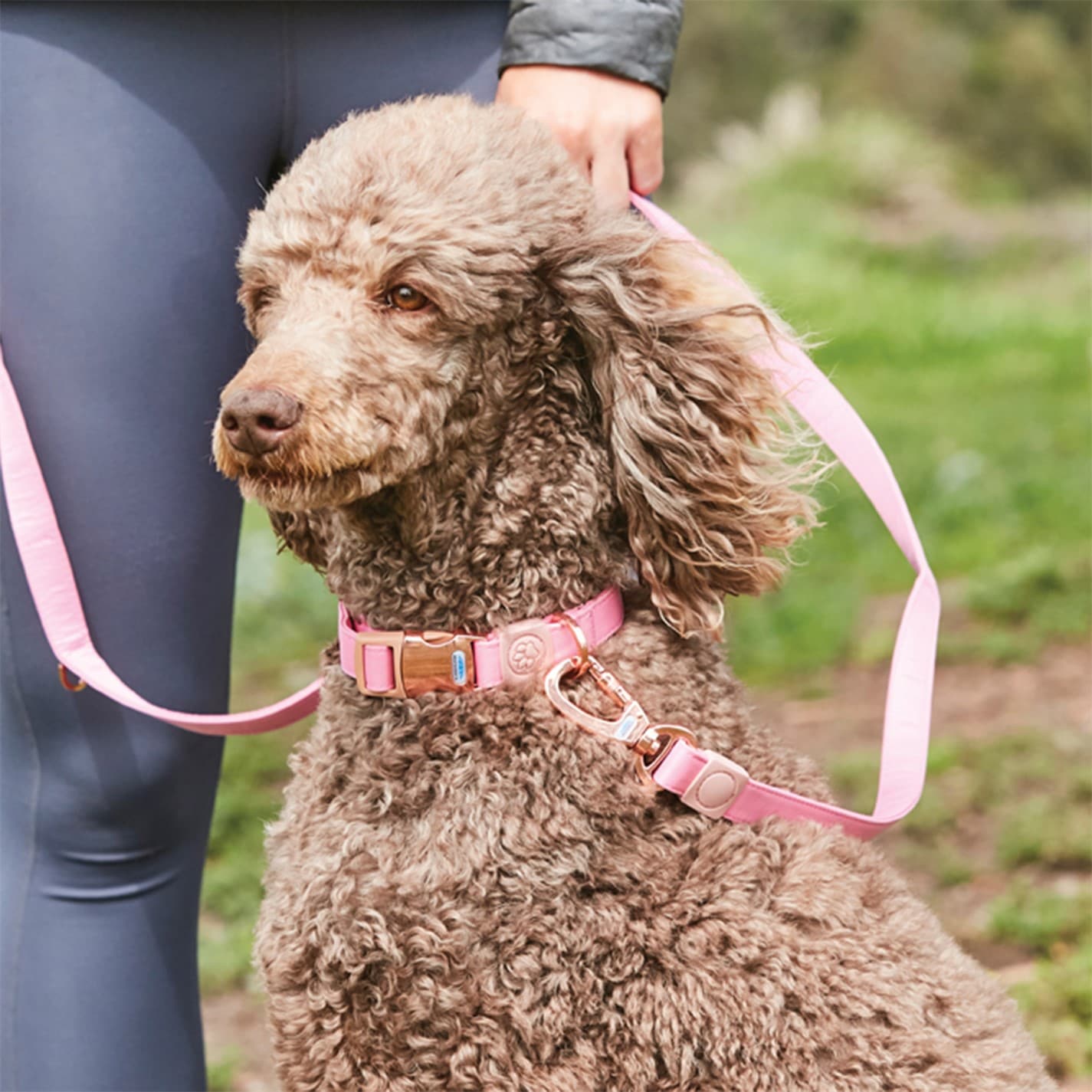Weatherbeeta Elegance Dog Collar